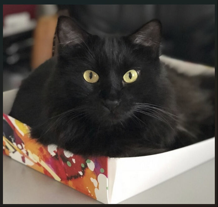 Kody In His Box