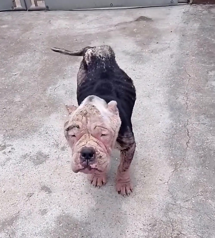 Remarkable Recovery Story Of A Resilient Dog That Was In Desperate Need Of Rescue Remarkable Recovery Story Of A Resilient Dog That Was In Desperate Need Of Rescue