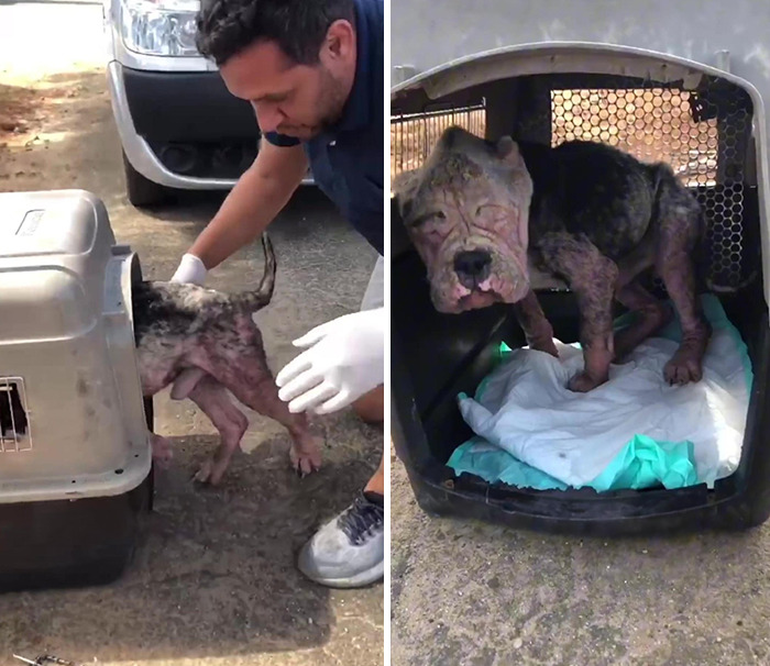 Remarkable Recovery Story Of A Resilient Dog That Was In Desperate Need Of Rescue Remarkable Recovery Story Of A Resilient Dog That Was In Desperate Need Of Rescue