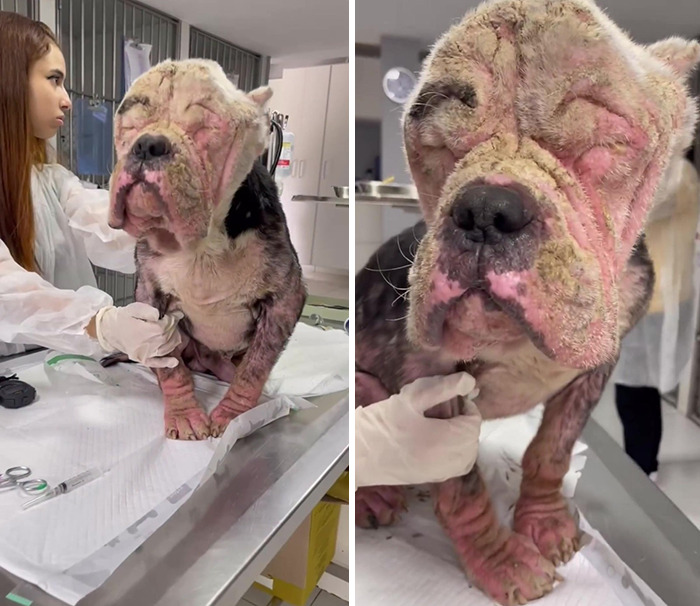 Remarkable Recovery Story Of A Resilient Dog That Was In Desperate Need Of Rescue