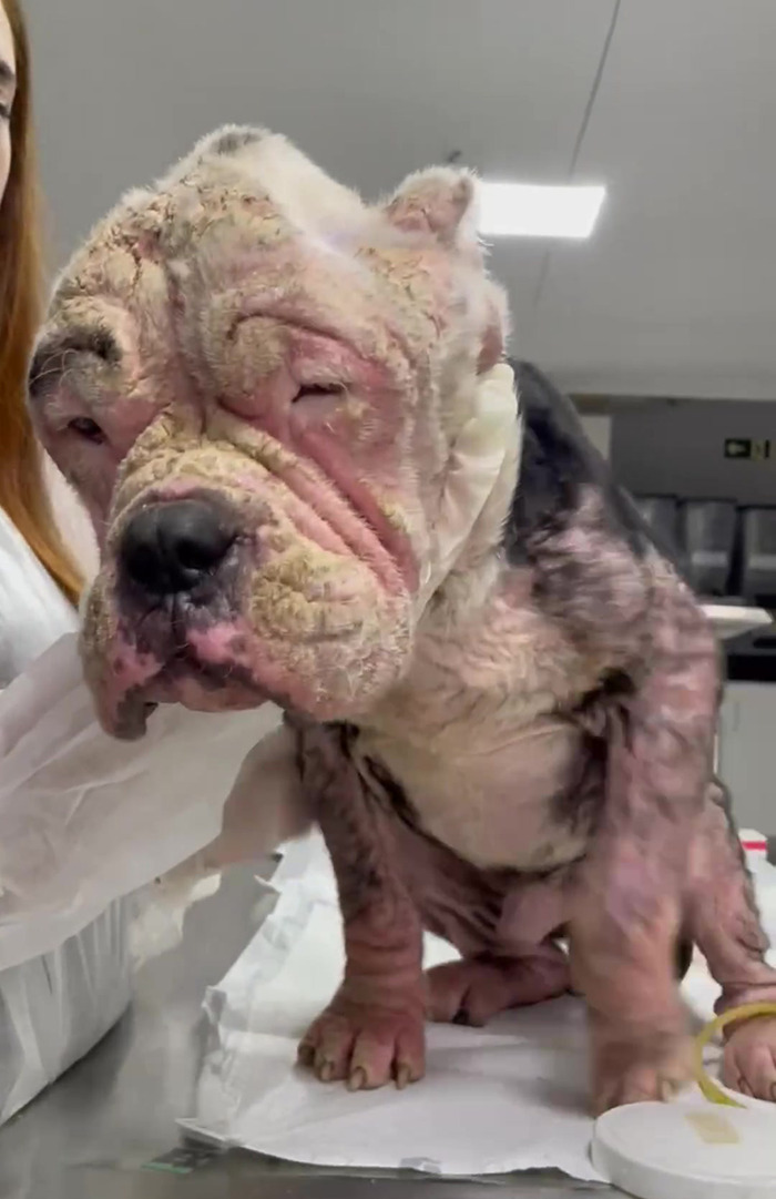 Remarkable Recovery Story Of A Resilient Dog That Was In Desperate Need Of Rescue