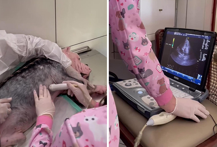 Remarkable Recovery Story Of A Resilient Dog That Was In Desperate Need Of Rescue Remarkable Recovery Story Of A Resilient Dog That Was In Desperate Need Of Rescue