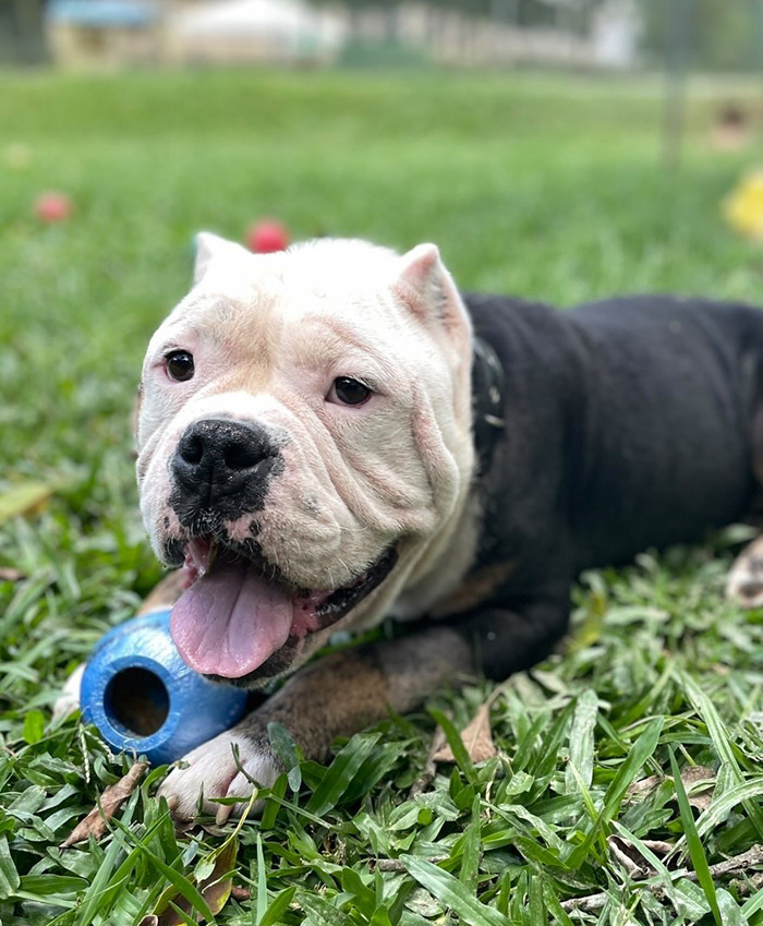 Remarkable Recovery Story Of A Resilient Dog That Was In Desperate Need Of Rescue Remarkable Recovery Story Of A Resilient Dog That Was In Desperate Need Of Rescue