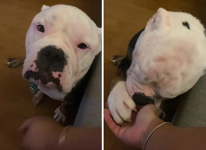 Remarkable Recovery Story Of A Resilient Dog That Was In Desperate Need Of Rescue Remarkable Recovery Story Of A Resilient Dog That Was In Desperate Need Of Rescue