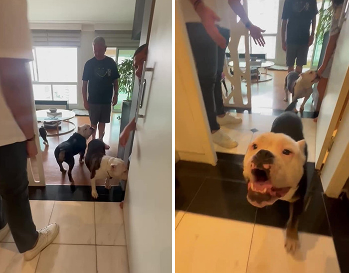 Remarkable Recovery Story Of A Resilient Dog That Was In Desperate Need Of Rescue Remarkable Recovery Story Of A Resilient Dog That Was In Desperate Need Of Rescue