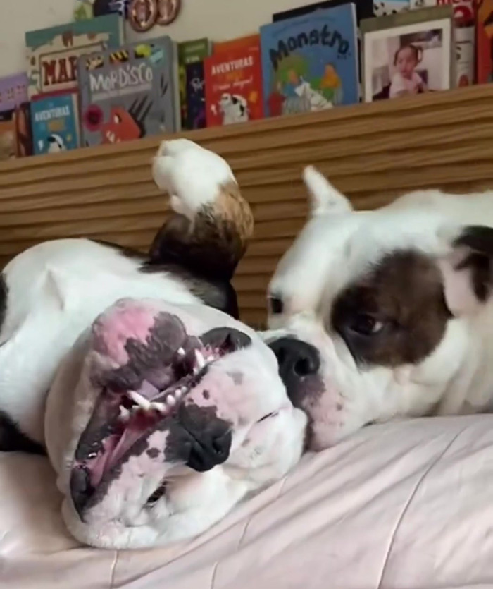 Remarkable Recovery Story Of A Resilient Dog That Was In Desperate Need Of Rescue Remarkable Recovery Story Of A Resilient Dog That Was In Desperate Need Of Rescue