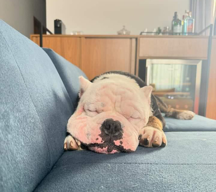 Remarkable Recovery Story Of A Resilient Dog That Was In Desperate Need Of Rescue Remarkable Recovery Story Of A Resilient Dog That Was In Desperate Need Of Rescue