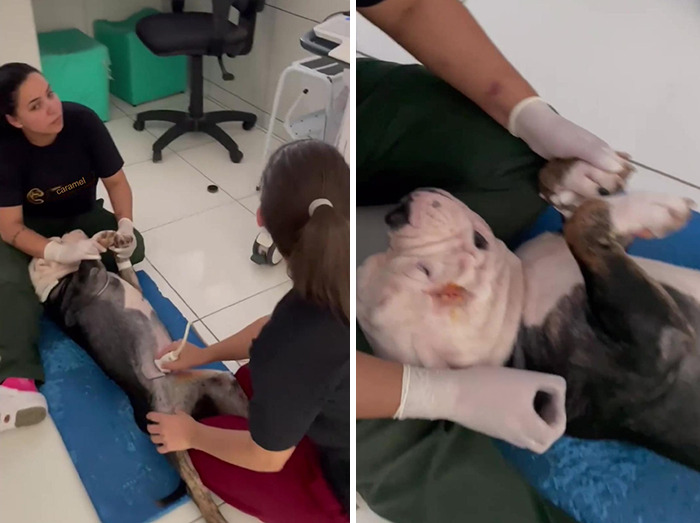 Remarkable Recovery Story Of A Resilient Dog That Was In Desperate Need Of Rescue Remarkable Recovery Story Of A Resilient Dog That Was In Desperate Need Of Rescue