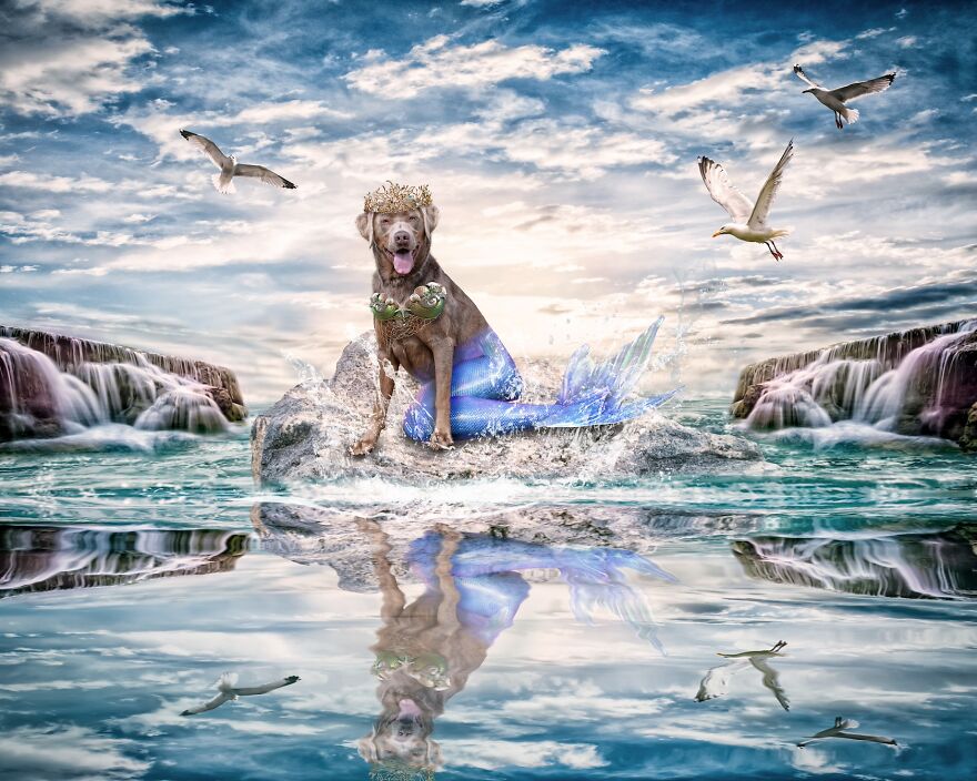 I Photographed 50 Dogs And Photoshopped Them Into Their Alter Egos. Here Are 15 Of My Favorites.