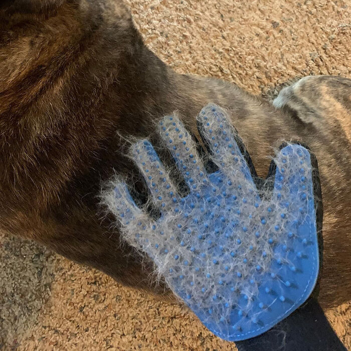 Caress Away The Fur: The Ultimate Pet Hair Remover Glove For A Purr-Fectly Groomed Big Dog