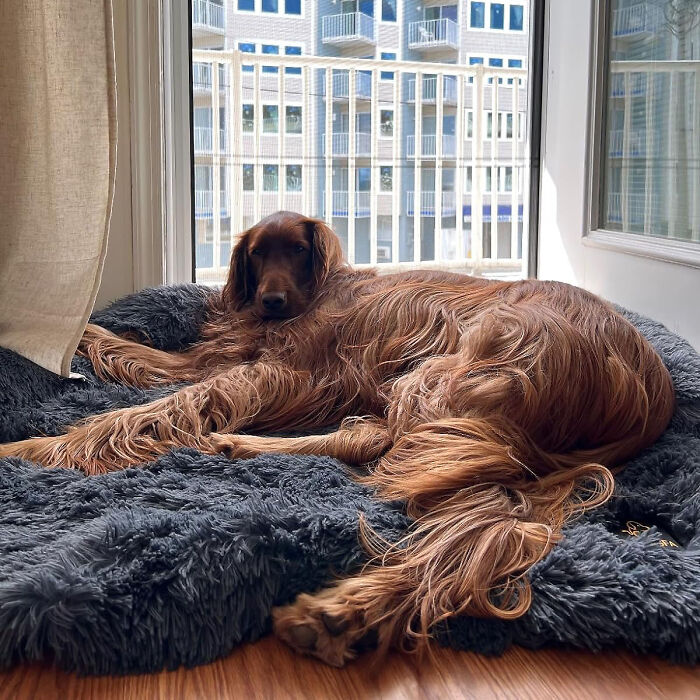 Snuggle In Comfort: The Ultimate Fluffy Dog Bed - Plush, Protective, And Easily Washable