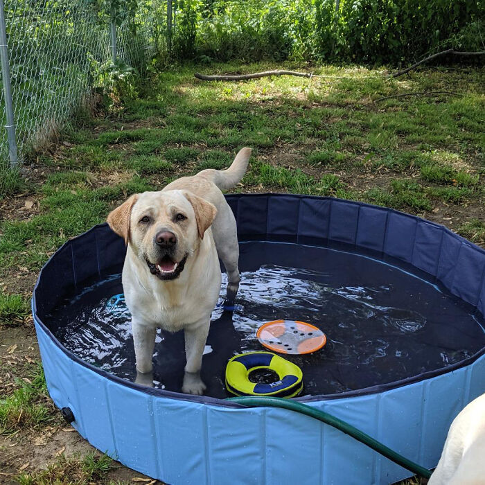 Splash And Play: This Collapsible Dog Pool Is Perfect For Bath Time Or Pool Day Fun For Your Big Pooch!