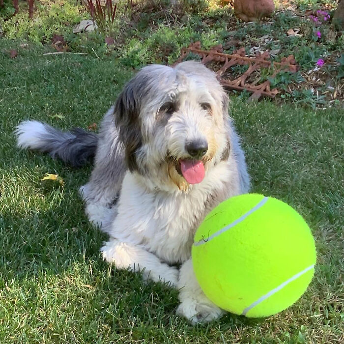 Go Big Or Go Home: Giant 9.5" Dog Tennis Ball - The Ultimate Playtime Gift For Your Large Dog