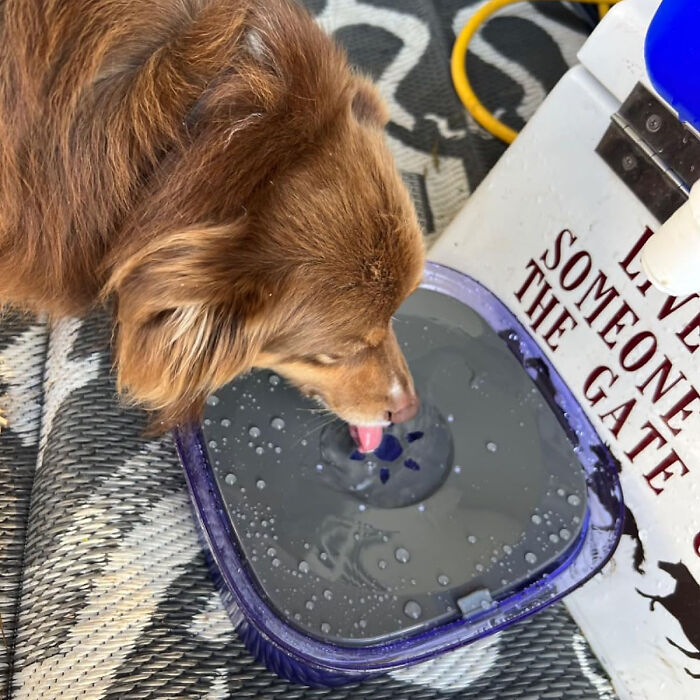 Sip, Don’t Splash: The 70oz No-Spill Dog Water Bowl - A Must-Have For Your Messy Drinker