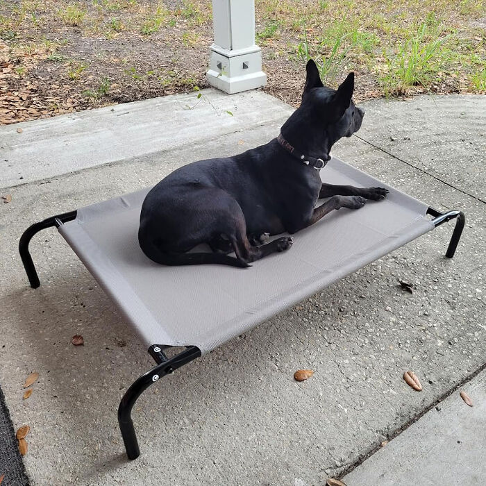 Chill In Style: Cooling Elevated Dog Bed - A Breezy Haven For Your Furry Buddy