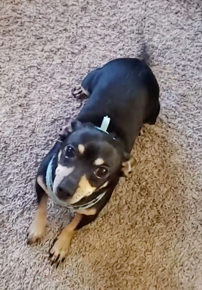 A Woman Discovers Hilarious Reason Why Her Newly Adopted Dog Kept Ignoring Her A Woman Discovers Hilarious Reason Why Her Newly Adopted Dog Kept Ignoring Her