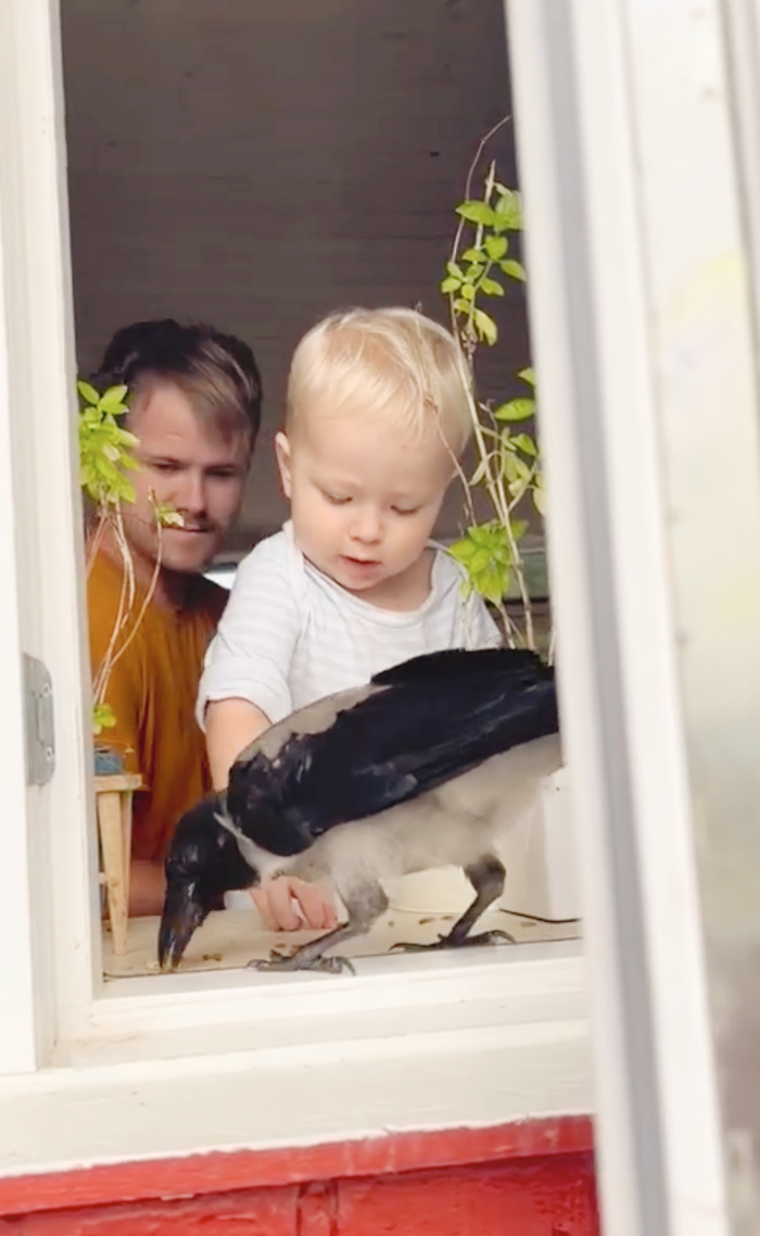 The World Is Going Crazy About The Special Bond Between A 2 Y.O. Boy And Wild Crow