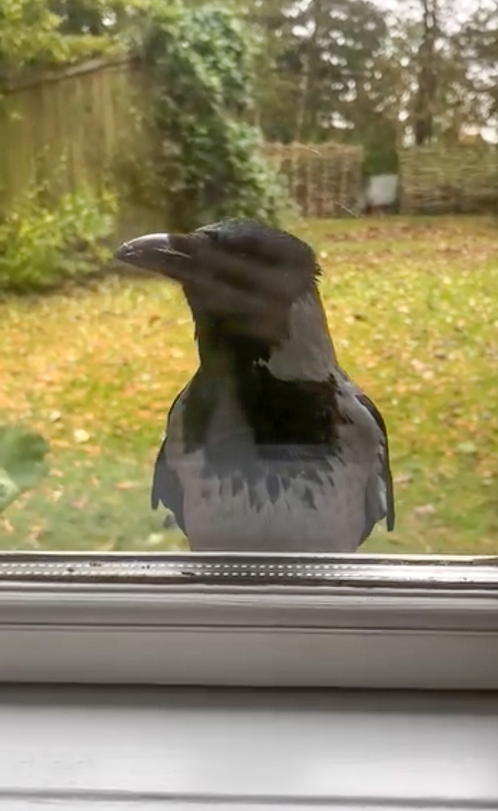 “They Have A Special Bond”: A 2-Year-Old Boy And His Crow