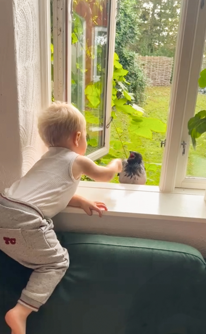The World Is Going Crazy About The Special Bond Between A 2 Y.O. Boy And Wild Crow