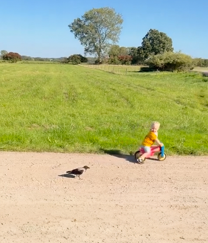 “They Have A Special Bond”: A 2-Year-Old Boy And His Crow