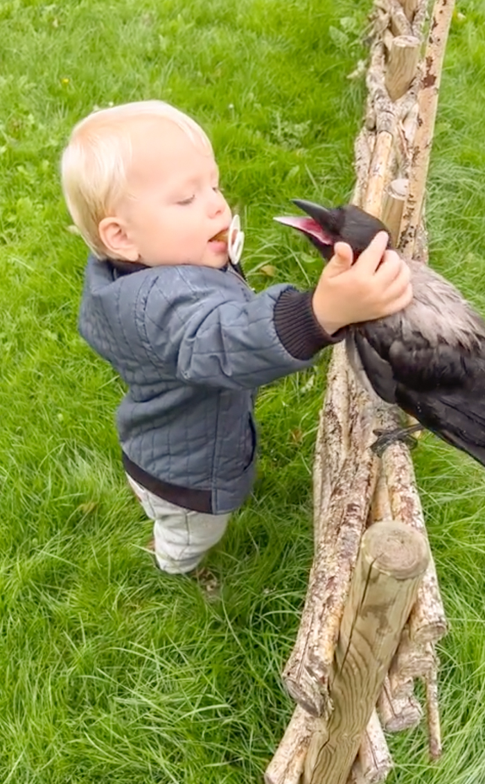 The World Is Going Crazy About The Special Bond Between A 2 Y.O. Boy And Wild Crow