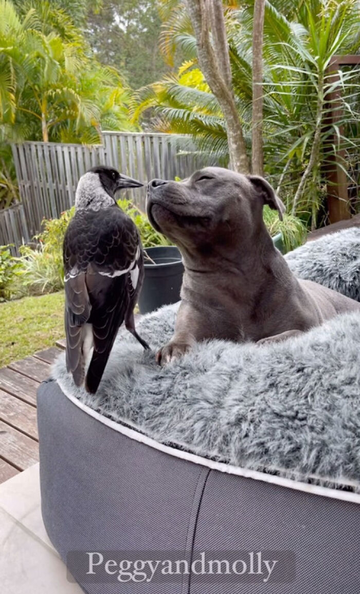 Internet Stirs Online Battle To Reunite Famous Bird Molly With Her Canine BFF After Separation