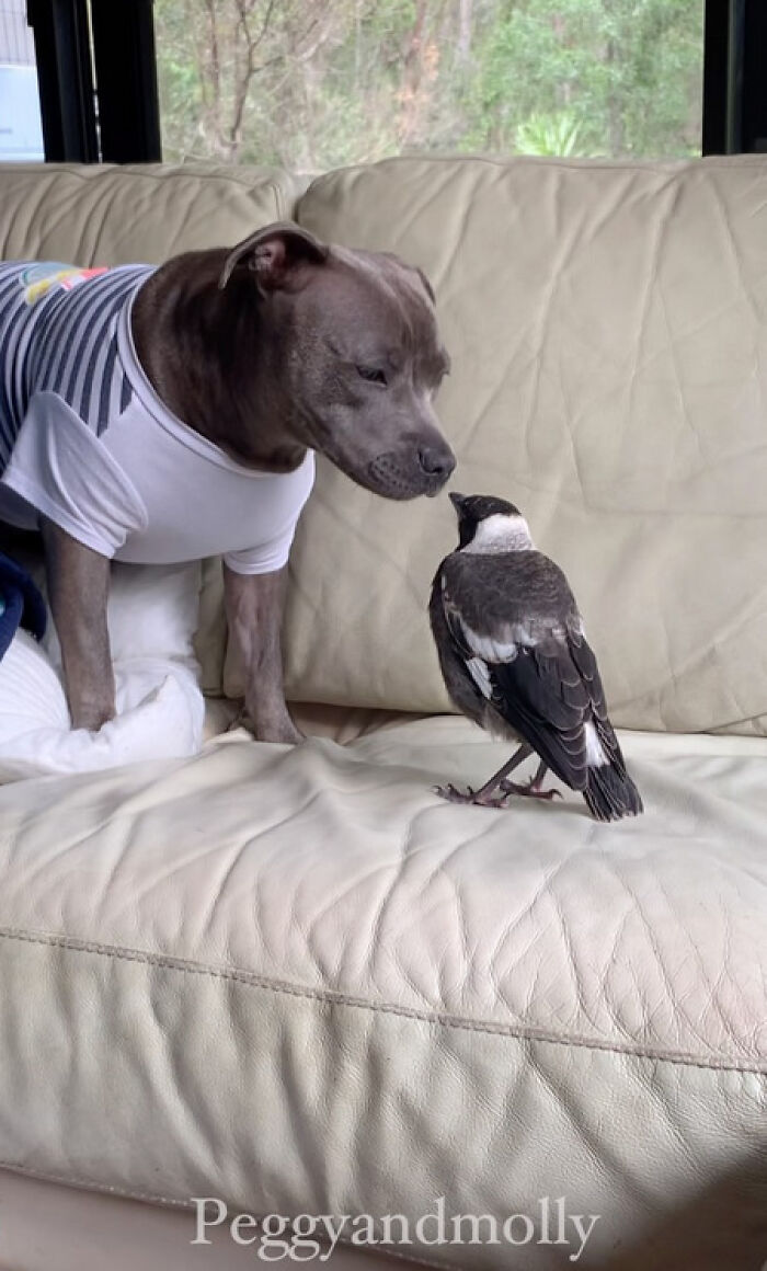 Internet Stirs Online Battle To Reunite Famous Bird Molly With Her Canine BFF After Separation