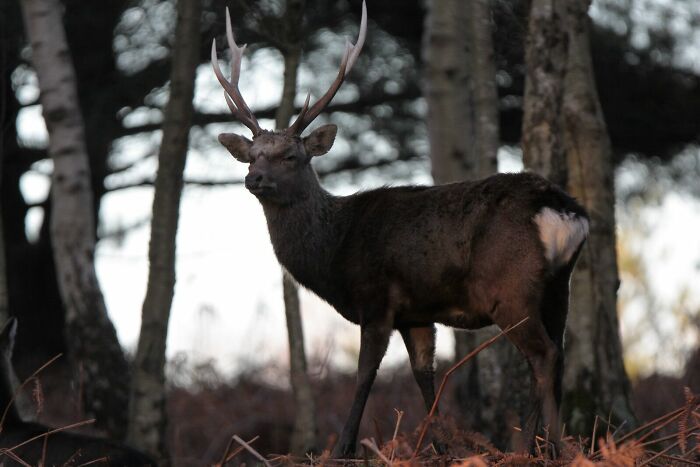 Sika Stag In A Dorset Forest