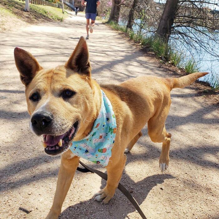 Adorable Video Showing Senior Dog Turning Into A Puppy Thanks To His New Owner Adorable Video Showing Senior Dog Turning Into A Puppy Thanks To His New Owner