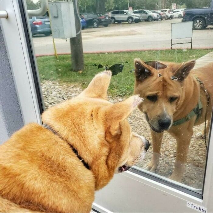 Adorable Video Showing Senior Dog Turning Into A Puppy Thanks To His New Owner Adorable Video Showing Senior Dog Turning Into A Puppy Thanks To His New Owner