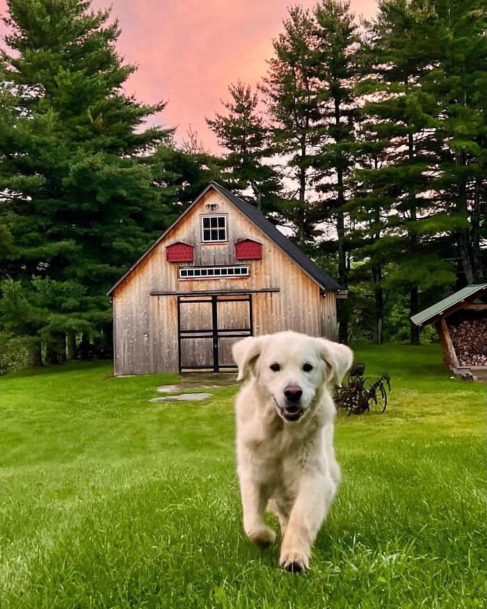 “People Cry Because They Are So Happy”: Visitors Flock To Experience The “Golden Retriever Hour”
