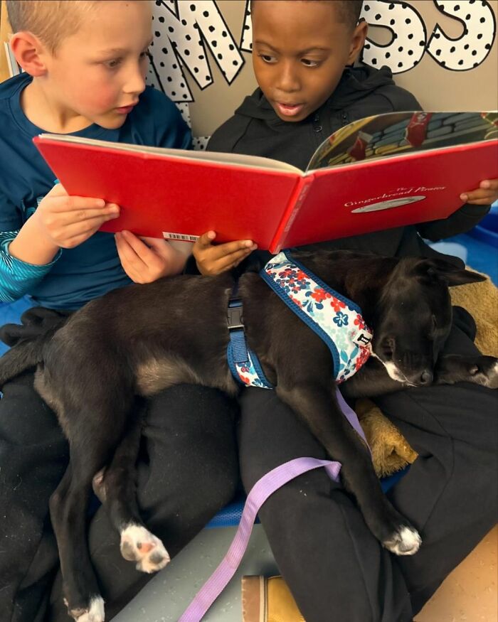 Teacher Introduces Puppy Therapy Program To Help Students With Reading