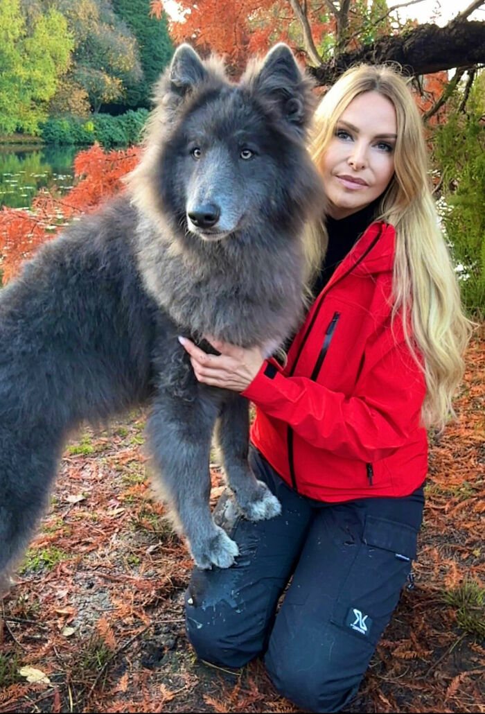Woman Takes Care Of A Special Blue Wolf Dog, Notes That The Animal Does Not Suit Everyone