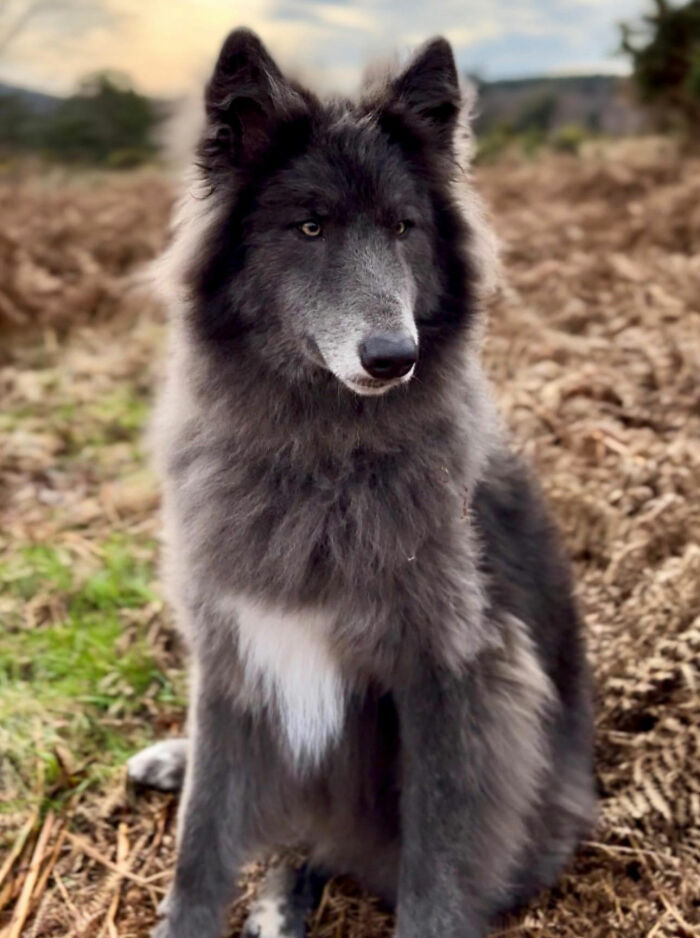 Woman Takes Care Of A Special Blue Wolf Dog, Notes That The Animal Does Not Suit Everyone Woman Takes Care Of A Special Blue Wolf Dog, Notes That The Animal Does Not Suit Everyone