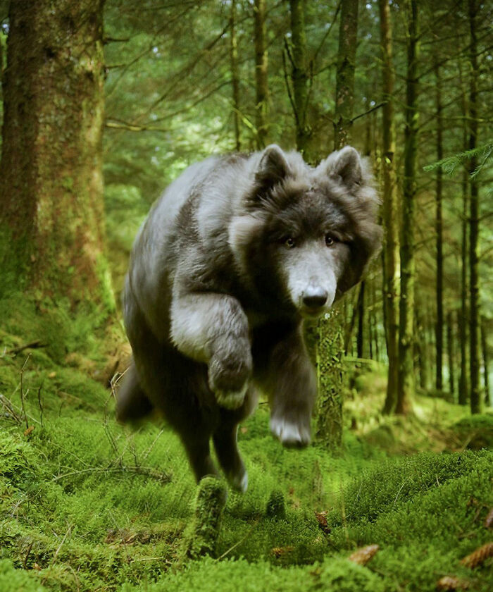 Woman Takes Care Of A Special Blue Wolf Dog, Notes That The Animal Does Not Suit Everyone Woman Takes Care Of A Special Blue Wolf Dog, Notes That The Animal Does Not Suit Everyone