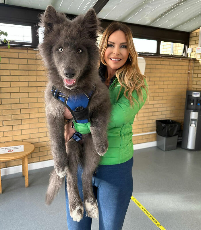 Woman Takes Care Of A Special Blue Wolf Dog, Notes That The Animal Does Not Suit Everyone Woman Takes Care Of A Special Blue Wolf Dog, Notes That The Animal Does Not Suit Everyone