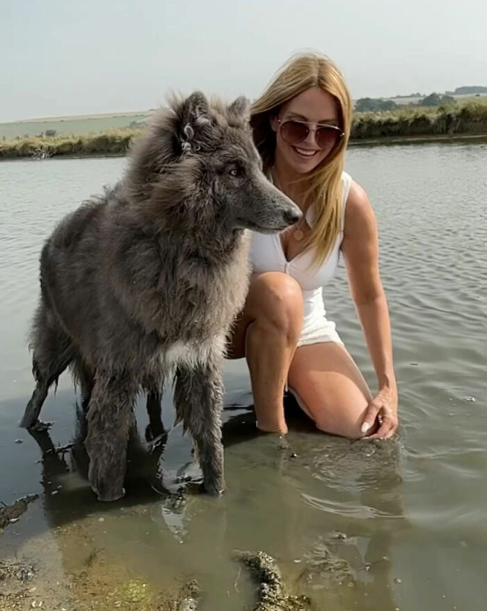 Woman Takes Care Of A Special Blue Wolf Dog, Notes That The Animal Does Not Suit Everyone Woman Takes Care Of A Special Blue Wolf Dog, Notes That The Animal Does Not Suit Everyone