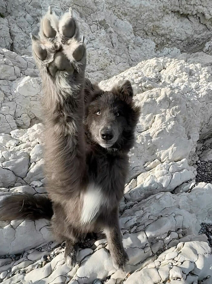 Woman Takes Care Of A Special Blue Wolf Dog, Notes That The Animal Does Not Suit Everyone Woman Takes Care Of A Special Blue Wolf Dog, Notes That The Animal Does Not Suit Everyone