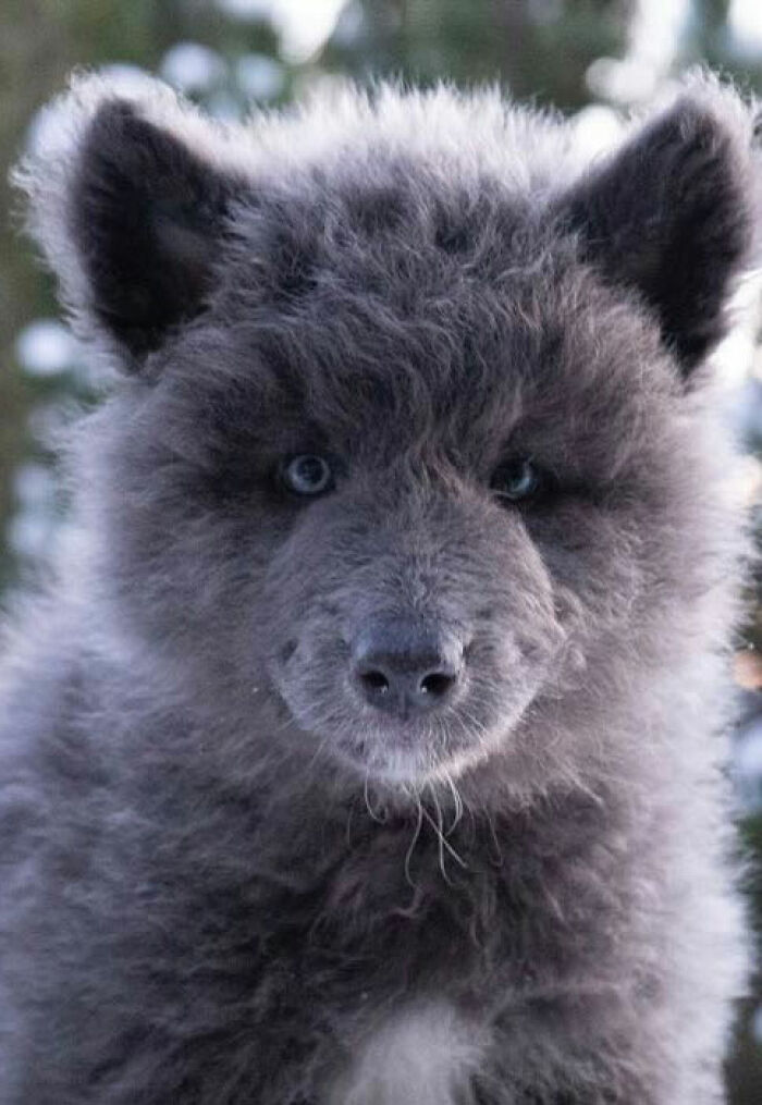 Woman Takes Care Of A Special Blue Wolf Dog, Notes That The Animal Does Not Suit Everyone