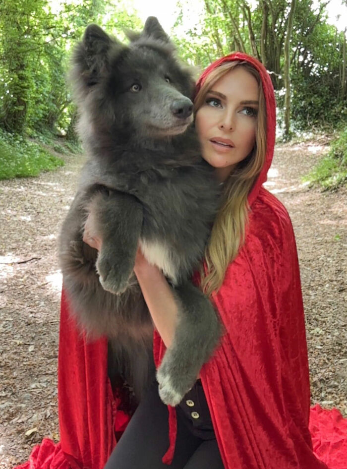 Woman Takes Care Of A Special Blue Wolf Dog, Notes That The Animal Does Not Suit Everyone Woman Takes Care Of A Special Blue Wolf Dog, Notes That The Animal Does Not Suit Everyone