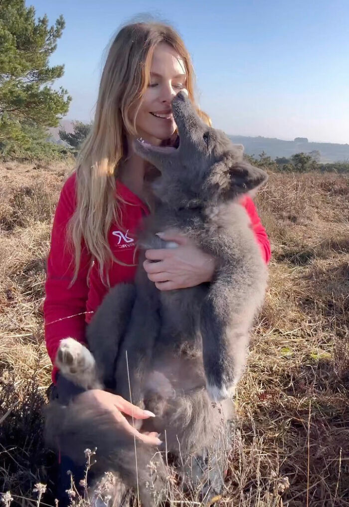 Woman Takes Care Of A Special Blue Wolf Dog, Notes That The Animal Does Not Suit Everyone Woman Takes Care Of A Special Blue Wolf Dog, Notes That The Animal Does Not Suit Everyone