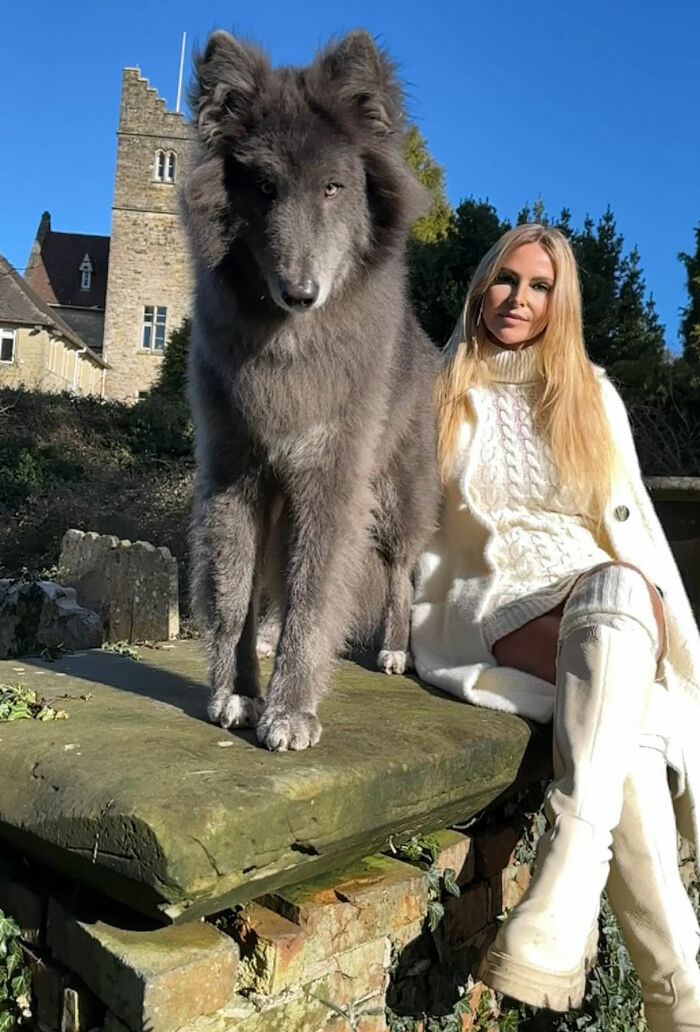 Woman Takes Care Of A Special Blue Wolf Dog, Notes That The Animal Does Not Suit Everyone Woman Takes Care Of A Special Blue Wolf Dog, Notes That The Animal Does Not Suit Everyone