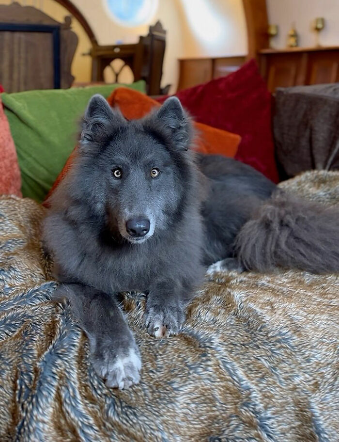 Woman Takes Care Of A Special Blue Wolf Dog, Notes That The Animal Does Not Suit Everyone Woman Takes Care Of A Special Blue Wolf Dog, Notes That The Animal Does Not Suit Everyone