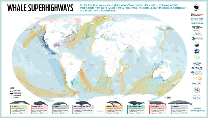 Whale Thought To Have Gone Extinct In The Atlantic Spotted Again After 200 Years Of Absence Whale Thought To Have Gone Extinct In The Atlantic Spotted Again After 200 Years Of Absence