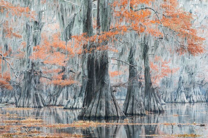 "Spanish Moss" By Mauro Battistelli