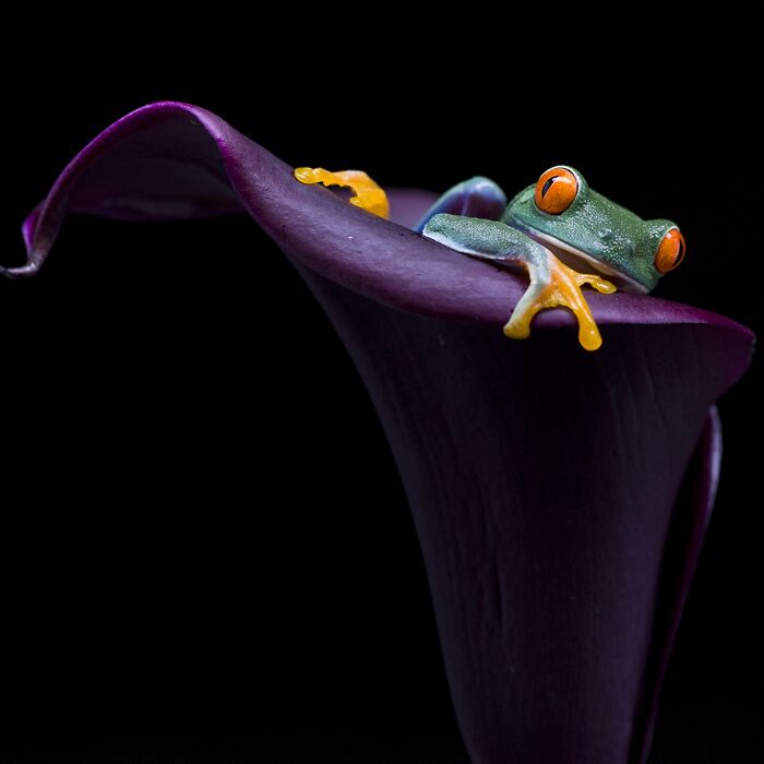 "Tree Frog And Flower" By Liang Wu
