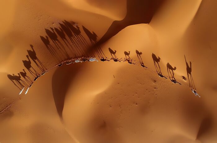 "Migration" By Khalid Alsabt
