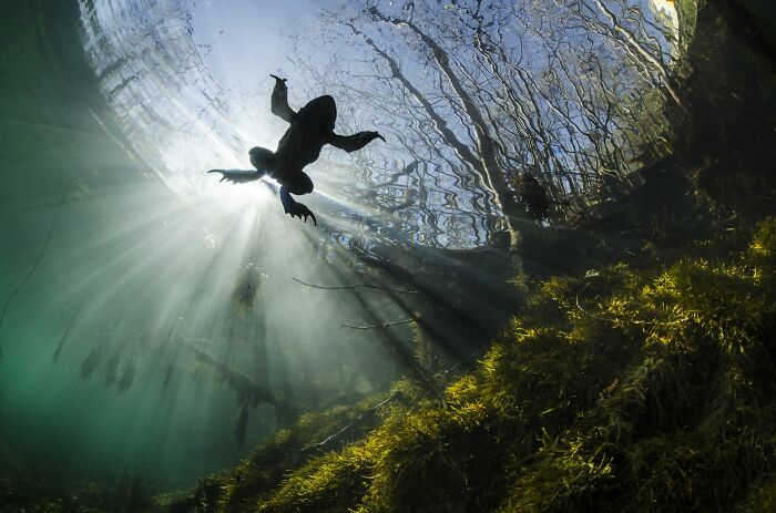 "Prince Of The Waters" By Yannick Gouguenheim