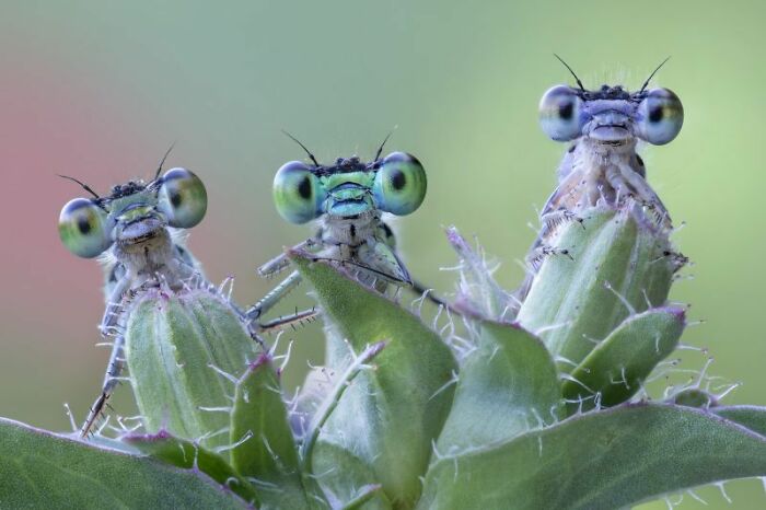 "6 Simpatici Occhietti" By Alberto Ghizzi Panizza