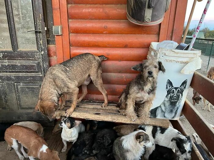 This Serbian Man's Shelter Houses Thousands Of Dogs With Love